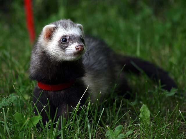 ferret-on-red-lead_0