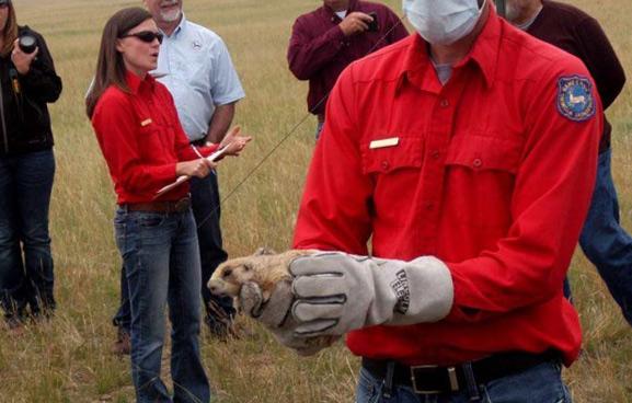 Rodent SAR Wyoming training programme 